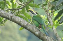 Nighthawk Birding Guided Tours in Antigua Guatemala