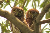 Nighthawk Birding Guided Tours in Antigua Guatemala