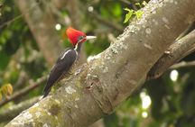 Nighthawk Birding Guided Tours in Antigua Guatemala