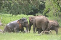 Special Leopard Safari Tour Yala National Park