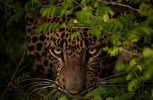 Special Leopard Safari Tour Yala National Park