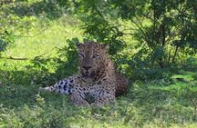 Yala Safari Private tour -4.30am to 12pm.= 44.73$