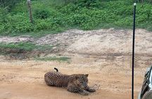 Yala Safari Private tour -4.30am to 12pm.= 44.73$