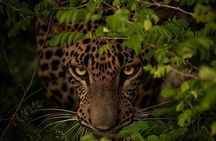 Yala Safari Private tour -4.30am to 12pm.= 44.73$