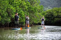 Ishigaki Mangrove Canoe or SUP & Taketomi Island Exploration
