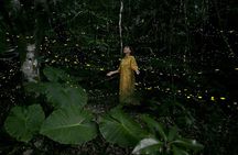 Ishigaki Sunset Limited Time Yaeyama Firefly Viewing Tour