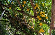 Amalfi Limoncello and Wine Tasting with Hill and Sea Views