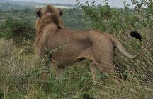 Nairobi National Park Open Game Viewer Landcruiser Safari