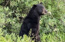 Alligator River Refuge at Buffalo City