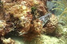 Snorkeling Adventure at Caye Caulker Marine Reserve