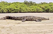 Tamarind Estero Tour Boat and/or Kayak Tour