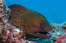  2 Tank (1 Day) Guided Diving for Certified Divers - Denarau Marina