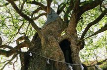 Nagasaki Resilience and Heritage Private Tour