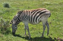 Port Elizabeth Kragga Kamma Game Park 4WD Tour
