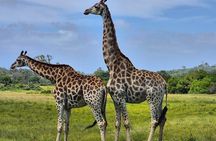 Port Elizabeth Kragga Kamma Game Park 4WD Tour