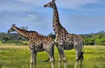 Port Elizabeth Kragga Kamma Game Park 4WD Tour
