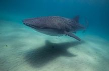 Swim with Whale sharks in Mafia island Flight from Zanzibar 