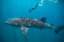 Swim with Whale sharks in Mafia island Flight from Zanzibar 