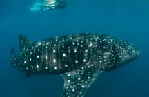 Swim with Whale sharks in Mafia island Flight from Zanzibar 