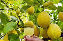 Amalfi Lemon and Food Experience at the Historical Garden