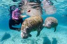 Semi-Private Crystal River Manatee Swim Tour