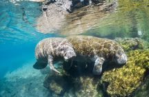 Semi-Private Crystal River Manatee Swim Tour