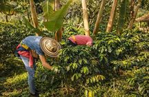 Private Half-Day Coffee Tour at Family Farm Close to Medellín!