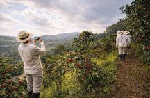 Private Half-Day Coffee Tour at Family Farm Close to Medellín!