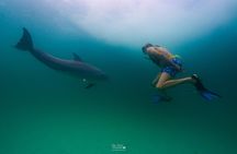 Swim With Dolphins and Shell Island Snorkeling Adventure