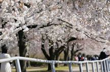 Washington DC Monument's Cherry Blossom Guided E-Cart Tour