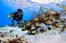 Certified Diving Trip 2 tanks