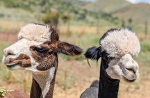 Smooth Alpaca Palooza in Colorado
