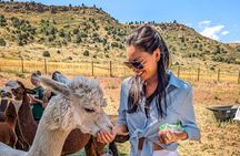 Smooth Alpaca Palooza in Colorado