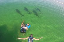Swim With Dolphins and Shell Island Snorkeling Adventure