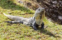 Chichen Itza Tour: Guided Trip, Mexican Buffet and Saamal Cenote