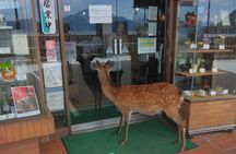 Hiroshima City Center Pickup: Miyajima & Peace Park Tour with car