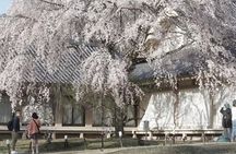 Kyoto Cherry Blossom Private Tour Boat Ride Experience