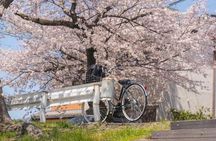 Kyoto Cherry Blossom Private Tour Boat Ride Experience