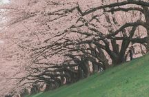 Kyoto Sakura Boat & Seasonal Car Tour