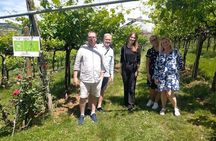 Amarone-Valpolicella tour. Visit Verona. From Venice 