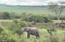 Private 1 Day Big Five Safari in Akagera From Kigali