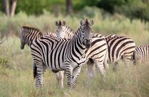 Private 1 Day Big Five Safari in Akagera From Kigali