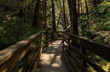 3 Hour Small Group Rainforest Eco Tour