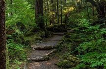 3 Hour Small Group Rainforest Eco Tour