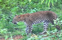 Ella to Mirissa transfer with Udawalawa safari