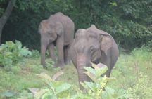 Ella to Mirissa transfer with Udawalawa safari