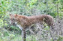 Ella to Mirissa transfer with Udawalawa safari