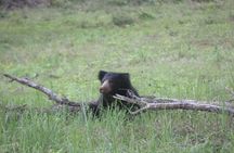 Ella to Mirissa transfer with Udawalawa safari