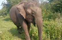 Private Transfer from Ella to Mirissa with Udawalawe safari