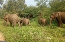 Private Transfer from Ella to Mirissa with Udawalawe safari